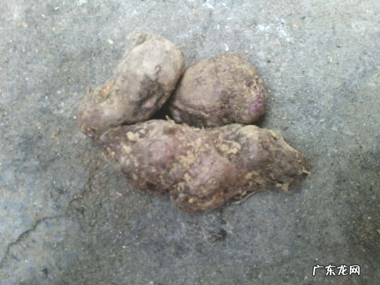 山药排骨粥图片 山药排骨粥的制作方法教程