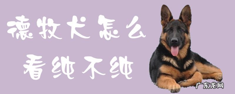 德牧的致命缺点 德牧犬怎么看纯不纯
