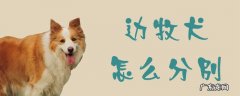 边牧怎么训练 边牧犬怎么分别