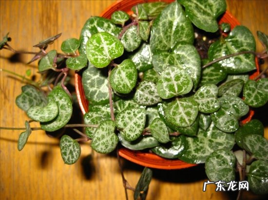 怎样才能使吊金钱枝繁叶茂