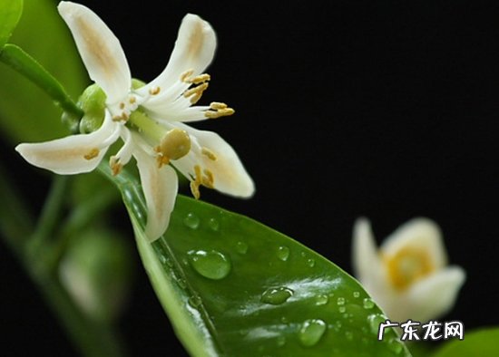 怎样使代代不落花