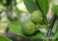 怎样让代代花果同存