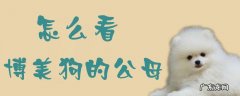 博美怎么看公母图解 怎么看博美狗的公母