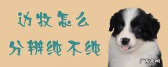 一个月边牧幼犬晚上老叫怎么办 边牧怎么分辨纯不纯