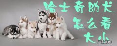 怎么挑选哈士奇幼犬品相 哈士奇幼犬怎么看大小