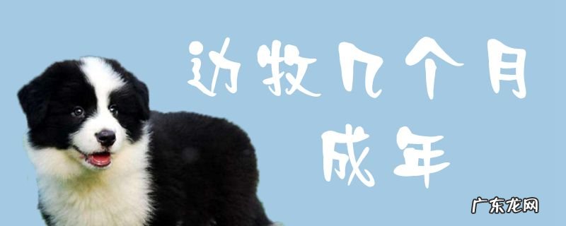 边牧几个月开始猛长 边牧几个月成年