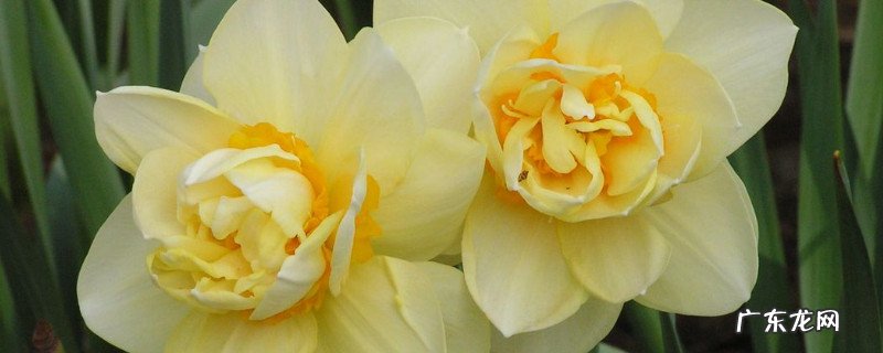多大的水仙种球能当年开花 洋水仙一个种球能开多少花