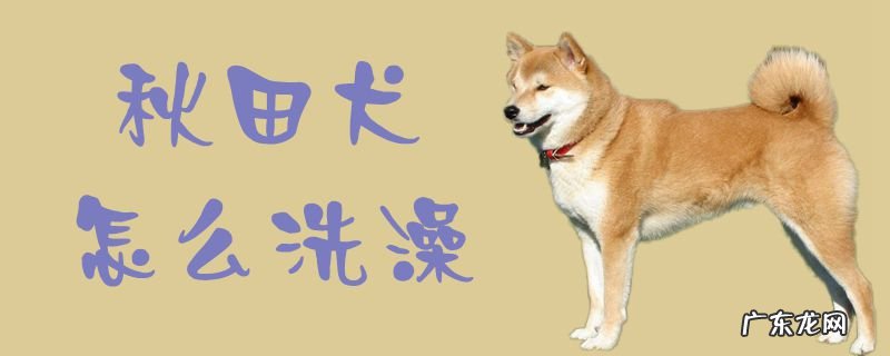 黑色秋田犬 秋田犬怎么洗澡