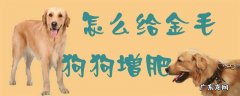 给狗狗吃什么最容易把它养胖 怎么给金毛狗狗增肥