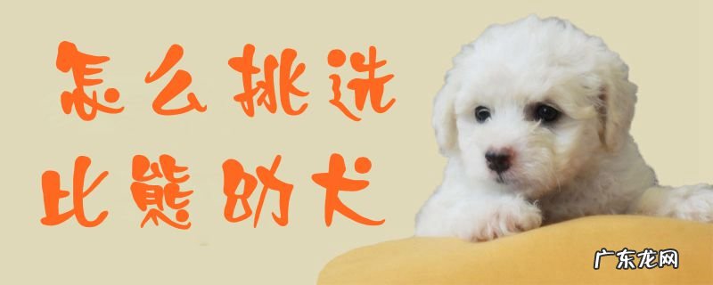 比熊幼犬怎么挑选品相 怎么挑选比熊幼犬