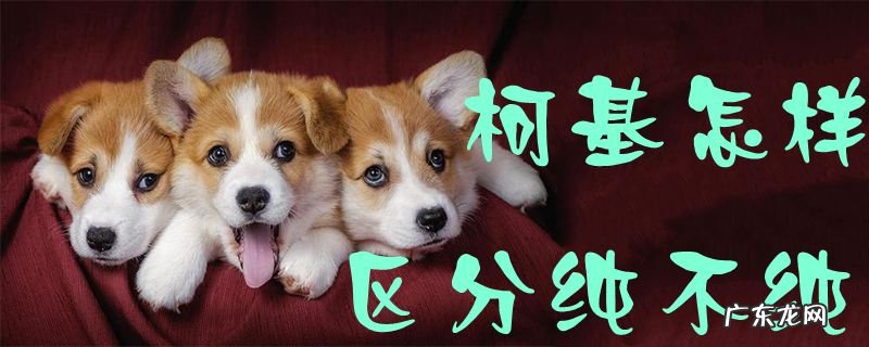 柯基纯种多少钱一只 柯基怎样区分纯不纯