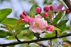 垂丝海棠百度百科 垂丝海棠有哪些形态特性和习性