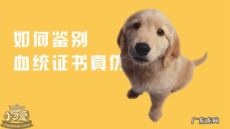怎么查获奖证书真假 如何鉴别血统证书真伪