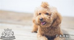泰迪狗吃什么增加提高免疫力 泰迪可以吃什么