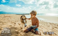 可卡犬缺点 美国可卡犬性格好不好