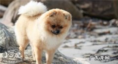 博美犬的5大缺点 博美有哪些缺点