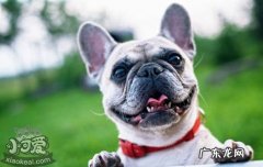 法国斗牛犬多少钱一只 法国斗牛犬怎么看纯不纯