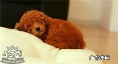 泰迪狗狗挨打后的表现 泰迪喜欢主人的几种表现