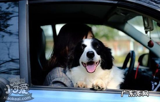 狗粮哪个牌子好又便宜 怎么看狗粮的好坏