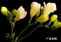 晚香玉花什么时候开花 怎样使晚香玉年年开花