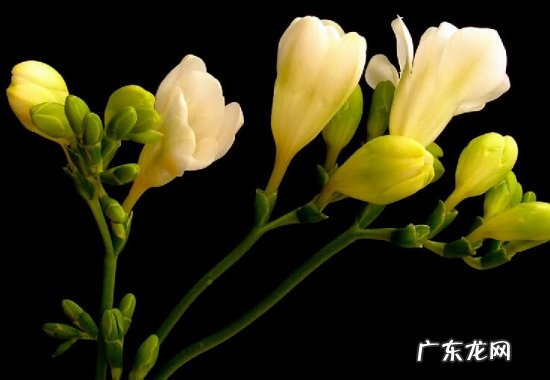 晚香玉花什么时候开花 怎样使晚香玉年年开花