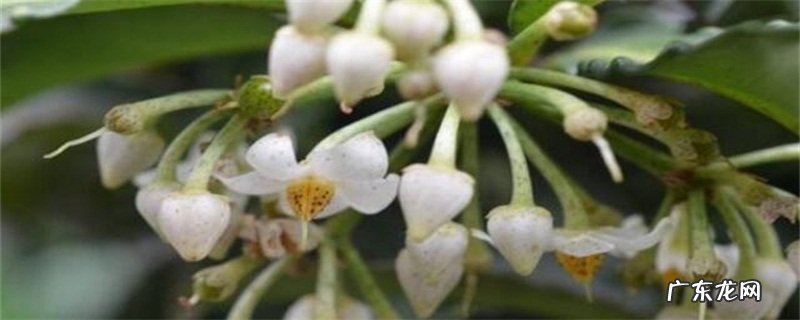 朱砂根什么时候种植 朱砂根什么时候开花