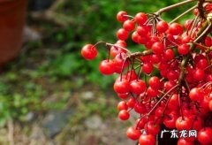朱砂根的功效与作用及药用价值 朱砂根的功效与作用