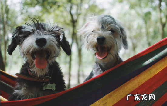 狗狗突然很狂躁还咬人 什么情况下狗狗会咬人