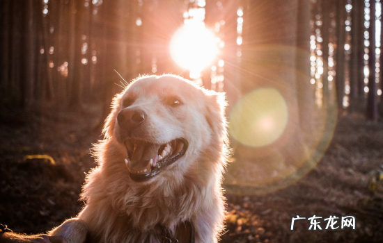 最聪明最忠诚的狗排名 最可爱忠诚的狗狗