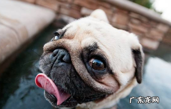 为什么不能养斗牛犬 饲养斗牛犬的方法