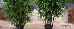 棕竹的养殖方法如何过冬 棕竹室内的养殖方法和注意事项