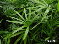 棕竹的养殖方法和注意事项小型露台石头 棕竹的养殖方法和注意事项