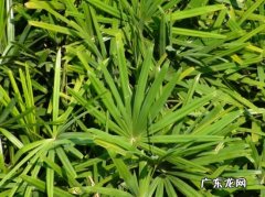 棕竹怎样养才能长的旺盛 棕竹早春分盆为何成活率不高
