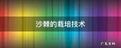 沙棘的栽培技术
