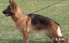 德牧性格特点和缺点 德国牧羊犬的性格