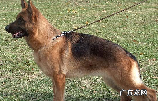 德牧性格特点和缺点 德国牧羊犬的性格