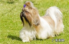 西施犬为什么这么贵 西施犬怎么看品相