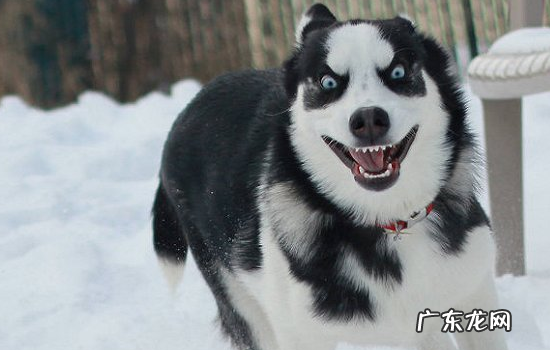 如何挑选阿拉斯加幼犬 如何挑选阿拉斯加
