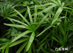 棕竹叶斑病 棕竹叶片上出现黑斑怎么办