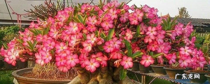 沙漠玫瑰怎么养 沙莫玖瑰怎样养护