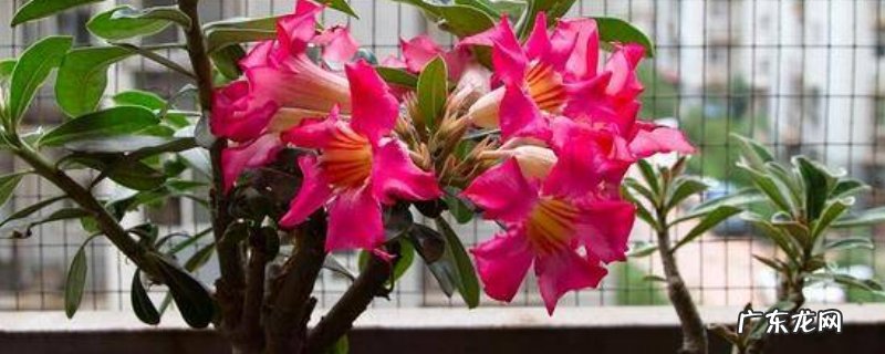 沙漠玫瑰的饲养方法 沙漠玫瑰的养殖方法和注意事项盆栽