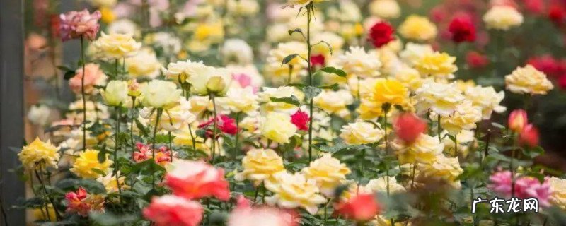 玫瑰做成干花,再怎么处理 瑰花干了怎么处理