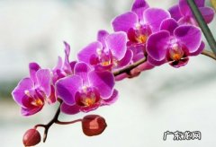洋兰花语是什么意思 洋兰花语