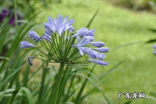 百子莲什么时候开花 百子莲的繁殖方式有哪些