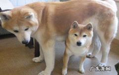 秋田犬和柴犬的体型 柴犬秋田犬区别