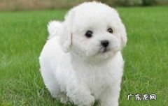 女生为什么不能养比熊 比熊是什么品种
