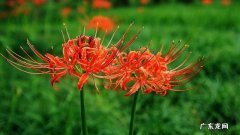 彼岸花 石蒜 彼岸花 石蒜怎么浇水