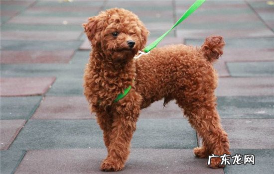 画一只岩狗狗 适合城市饲养四种狗狗