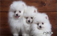 如何照顾新生的幼犬 新生狗狗怎么照顾