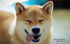 打两个月的狗会有影响吗 打狗狗会造成什么结果